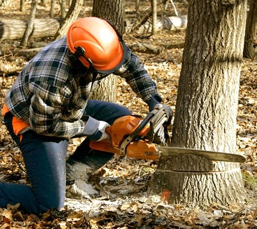 Tree Removal in Calera, OK